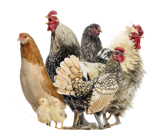 Plein de poules @ Dr Bassecour - Espace vétérinaire dédié aux petits élevages