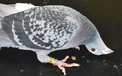 Les pigeons sont plutôt résistants à la grippe aviaire, et ce n’est pas une surprise.