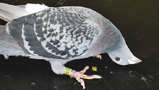 Pigeon Newcastle - torticolis