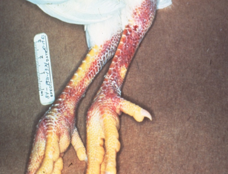 Pattes de poulets infectés à IAHP montrant des hémorragies de la peau.