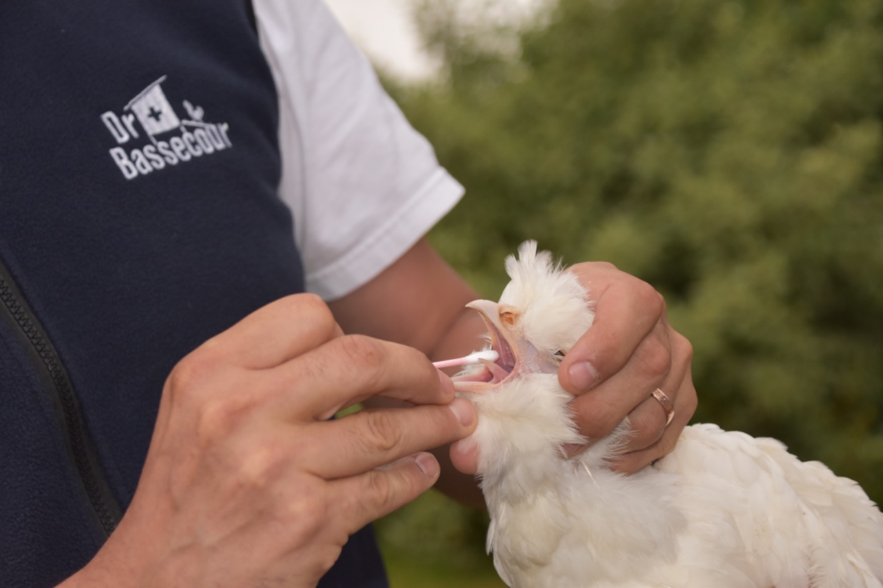 DSC_0625 - Grande Prélèvements de la fente palatine sur une poule