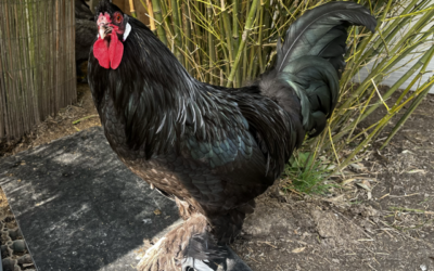 Vacciner un petit élevage de poules pour empêcher l’apparition de maladies