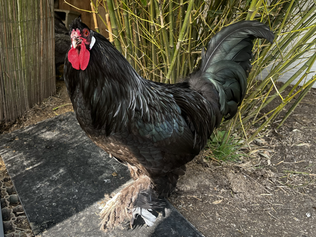 Coq Breda