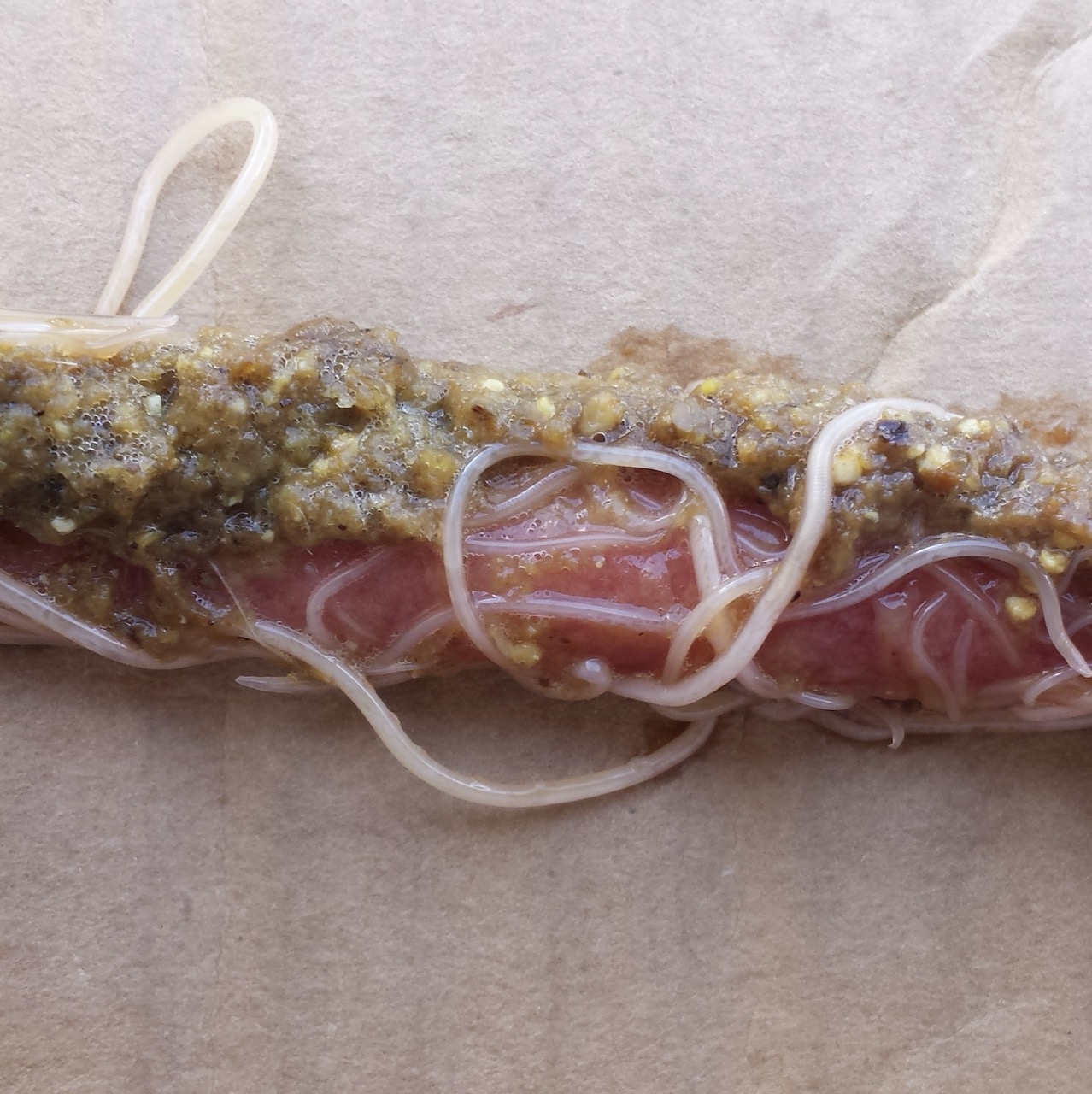 parasite interne de poule - ascaris