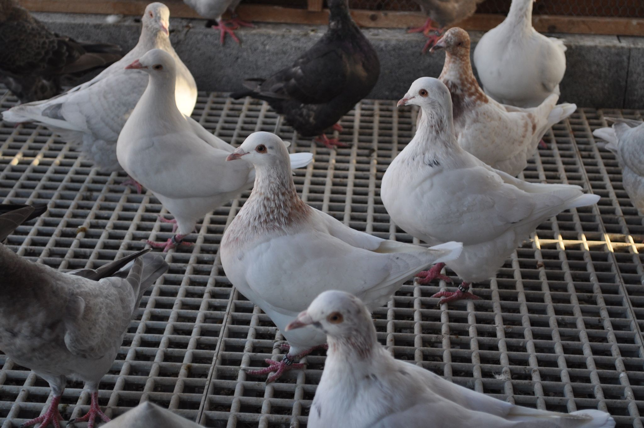 119795682_763512677555400_2043663203247322954_n Pigeon Gros texans