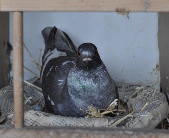242206886_387377372993636_4101918023117851329_n Pigeon Modene Trigani au nid