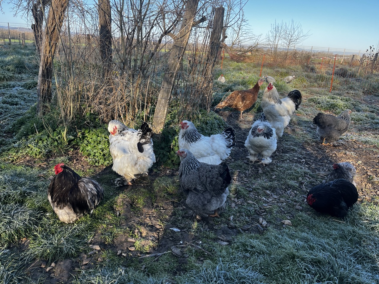 Poules brahma Poule Brahma