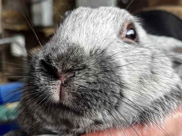 Coryza - Lapin qui mouche Coryza - Lapin qui mouche