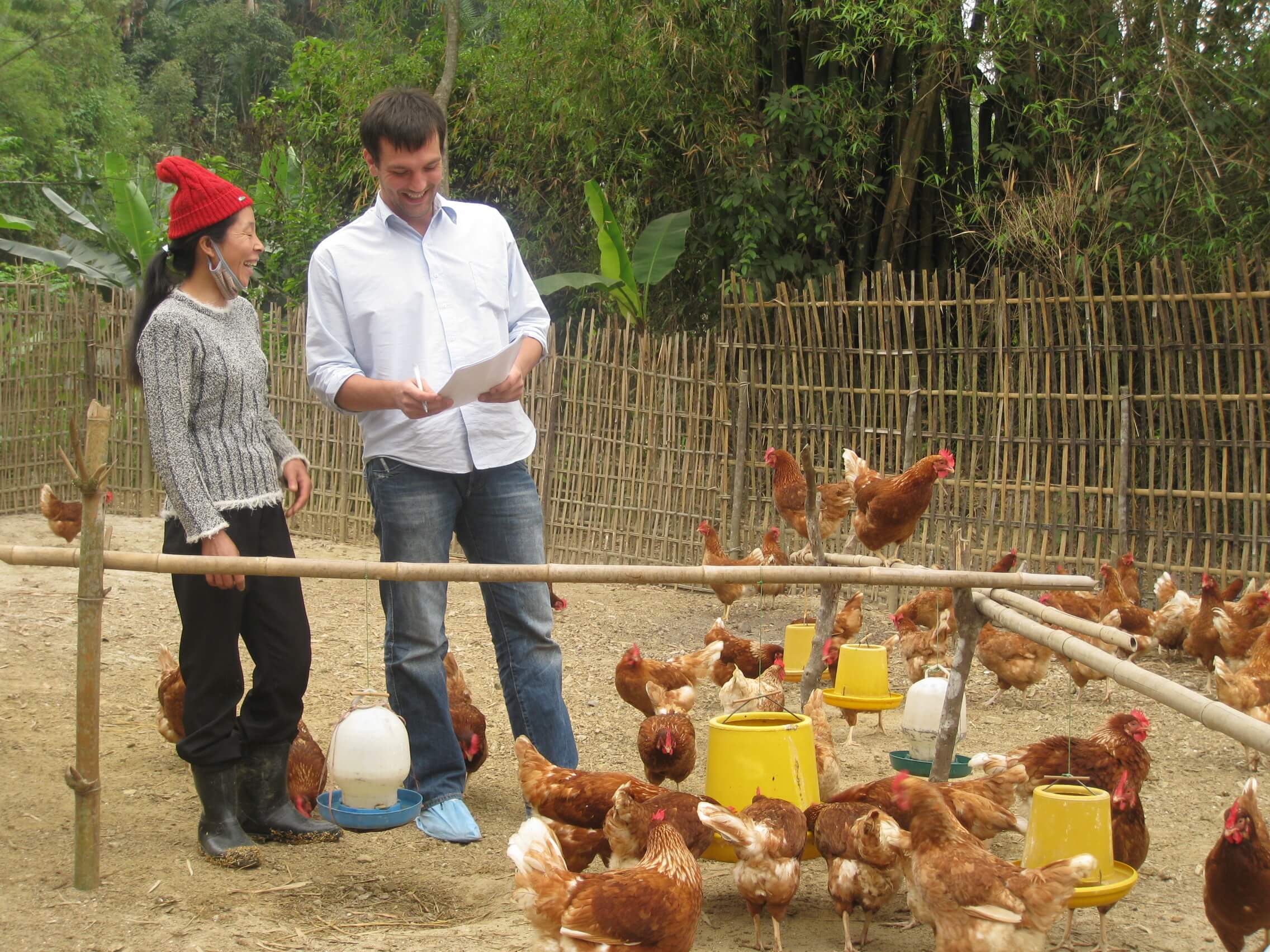 Bassecour de particulier avec des poules pondeuses de réforme et des poules padoues