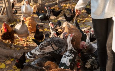 Les maladies courantes des volailles selon le vétérinaire d’animaux de bassecour