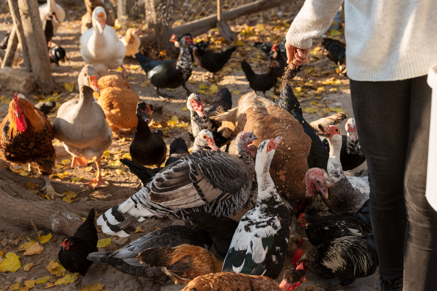 des volailles pouvant être soignées par u vétérinaire pour animaux de bassecour